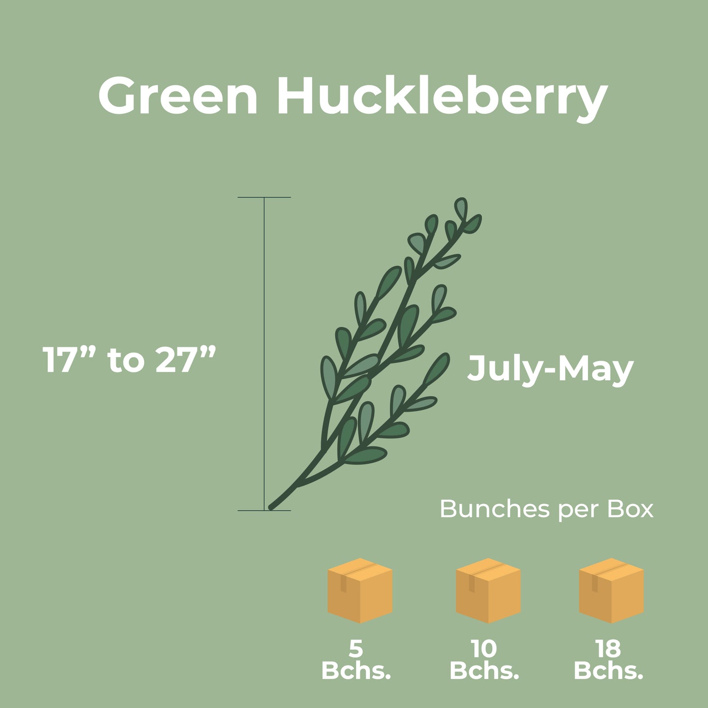 Green Huckleberry
