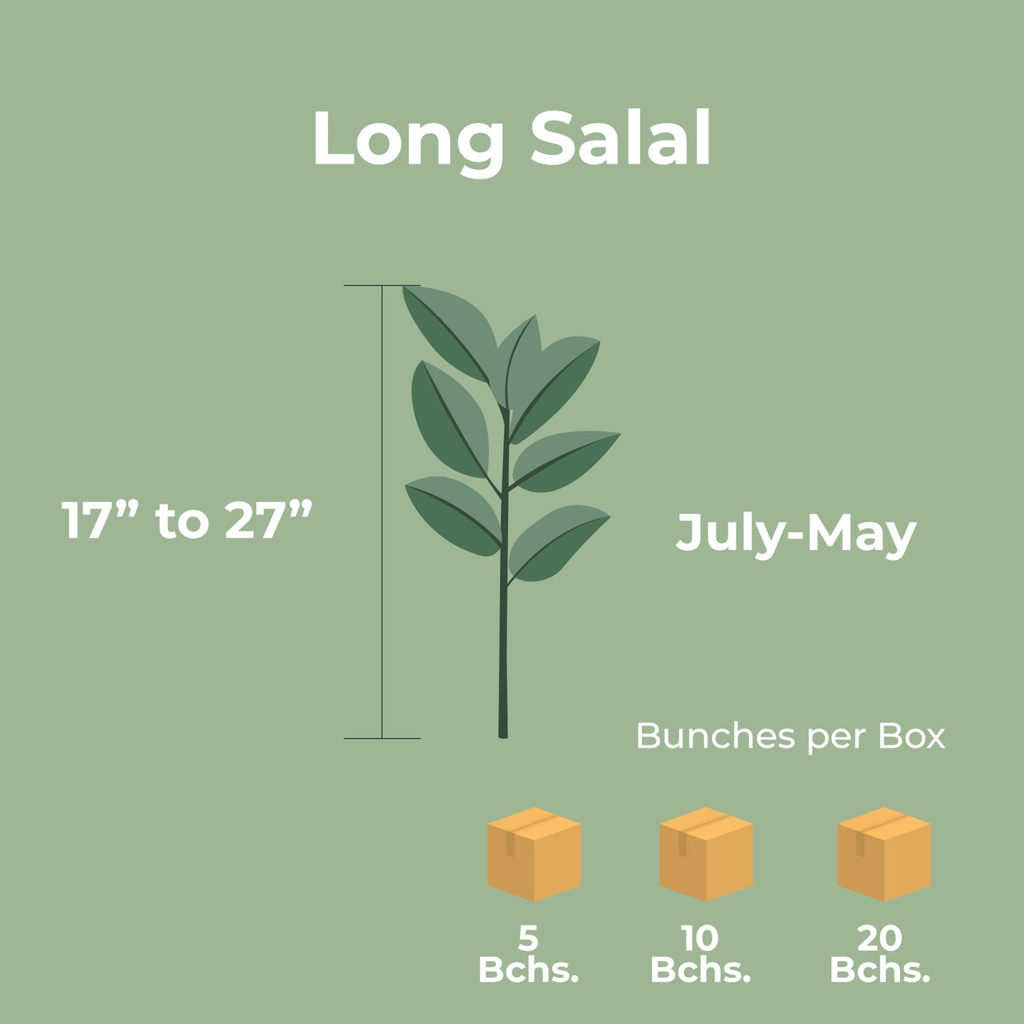 Lemon Leaf (Long Salal)
