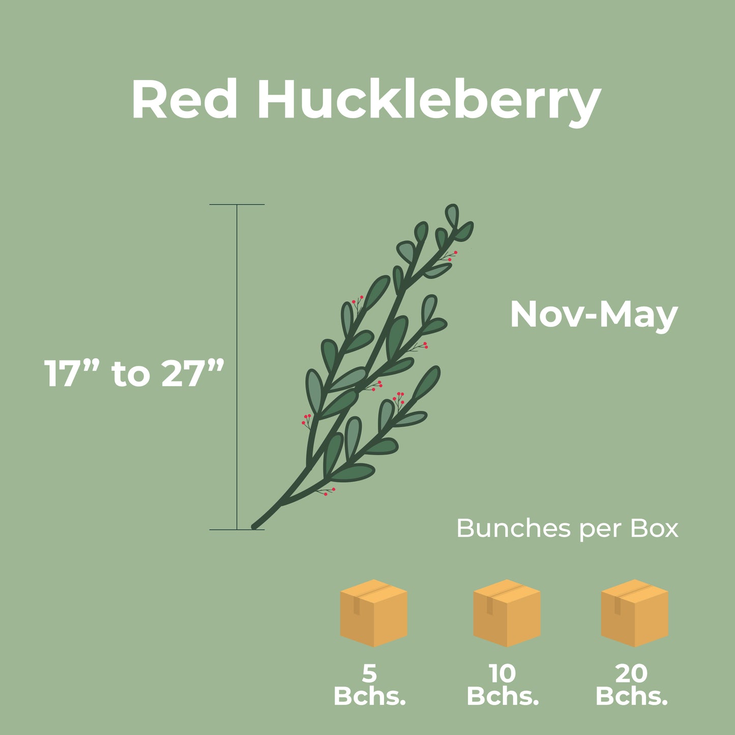 Red Huckleberry