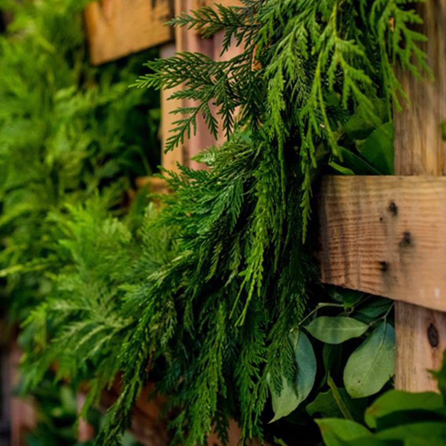 Western Red Cedar Garland