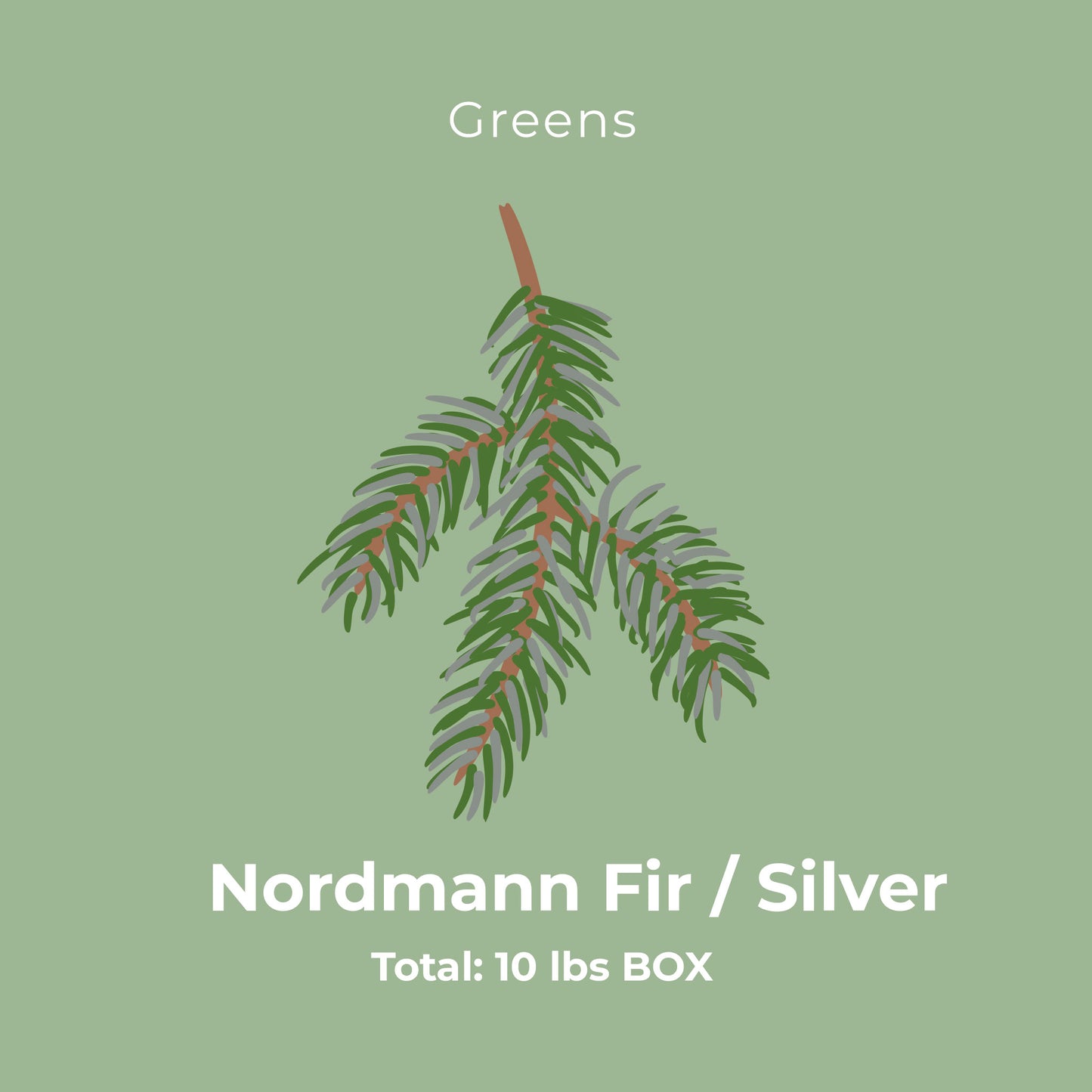 Nordmann Fir / Silver