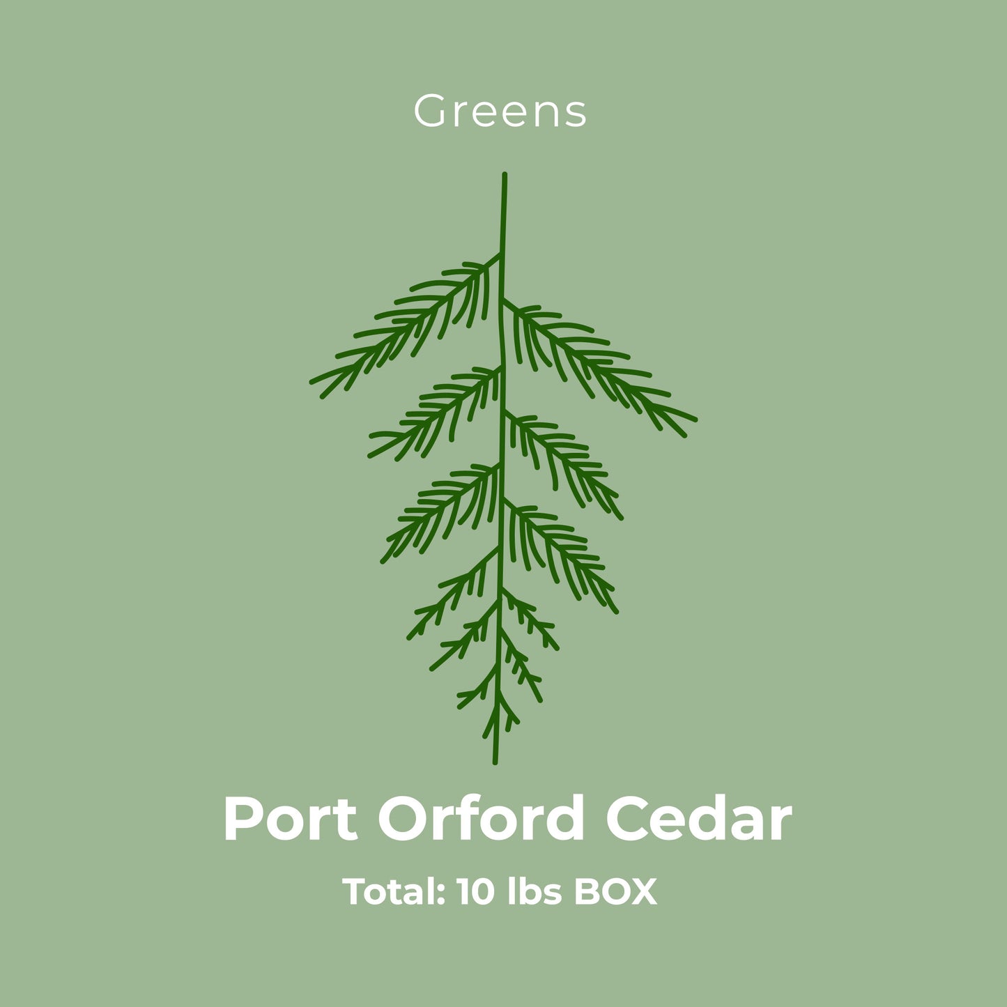 Port Orford Cedar