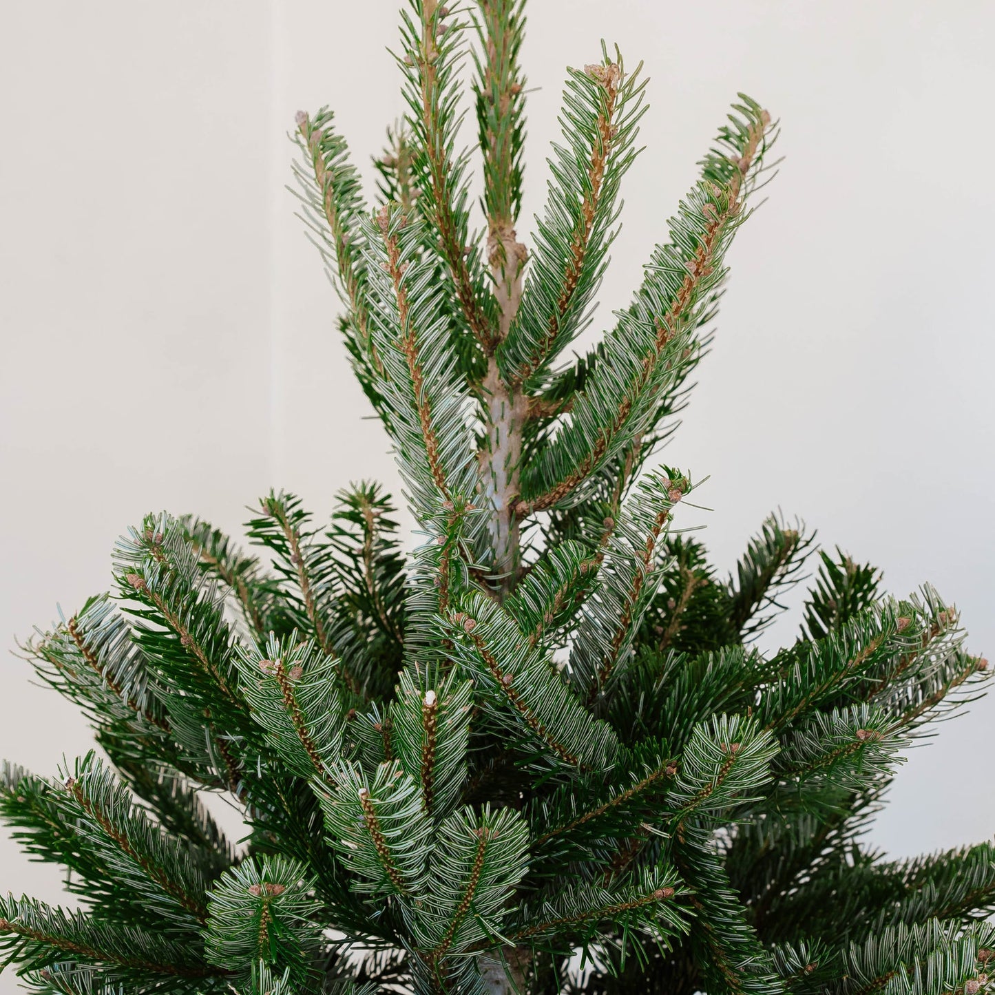 Nordmann Fir Silver Chirstmas Tree