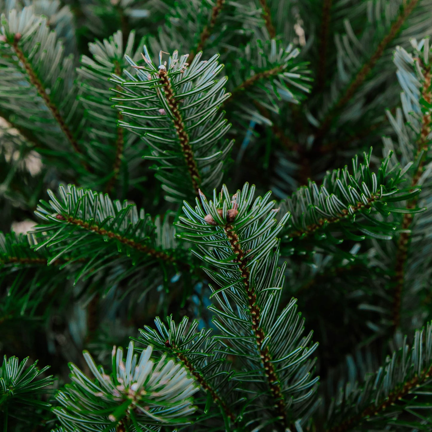 Nordmann Fir Silver Chirstmas Tree