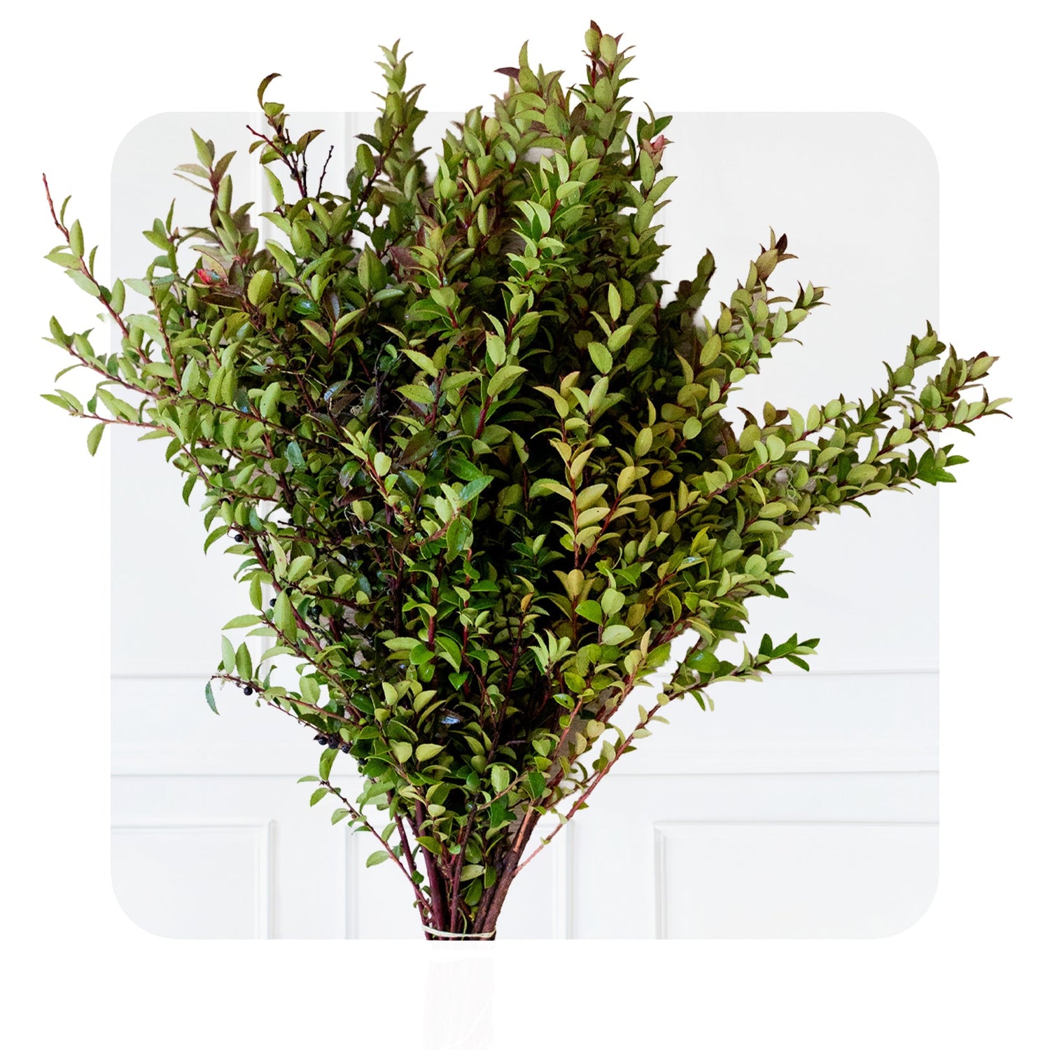 Premium Western Greens