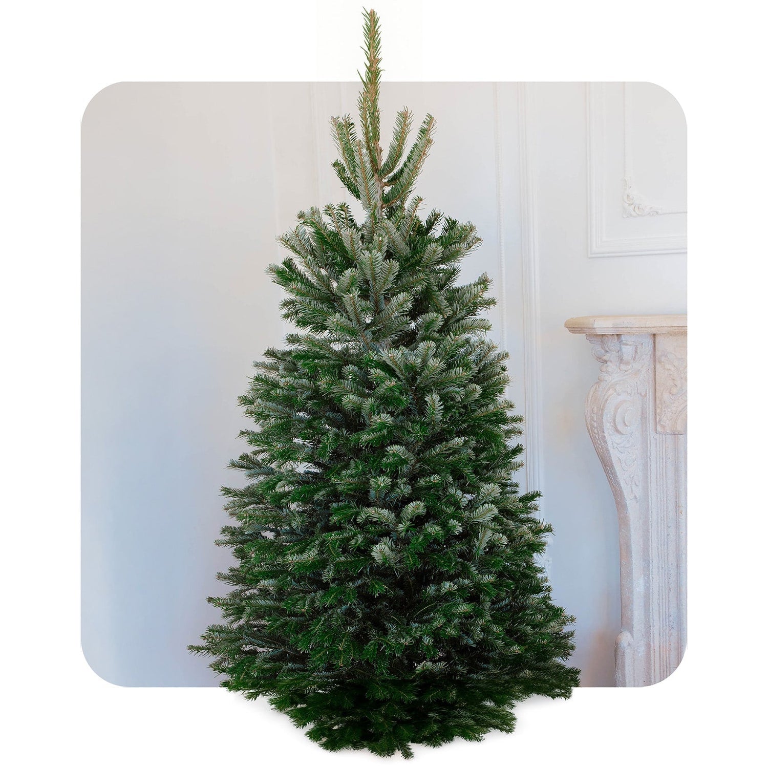 Fresh Christmas Pines