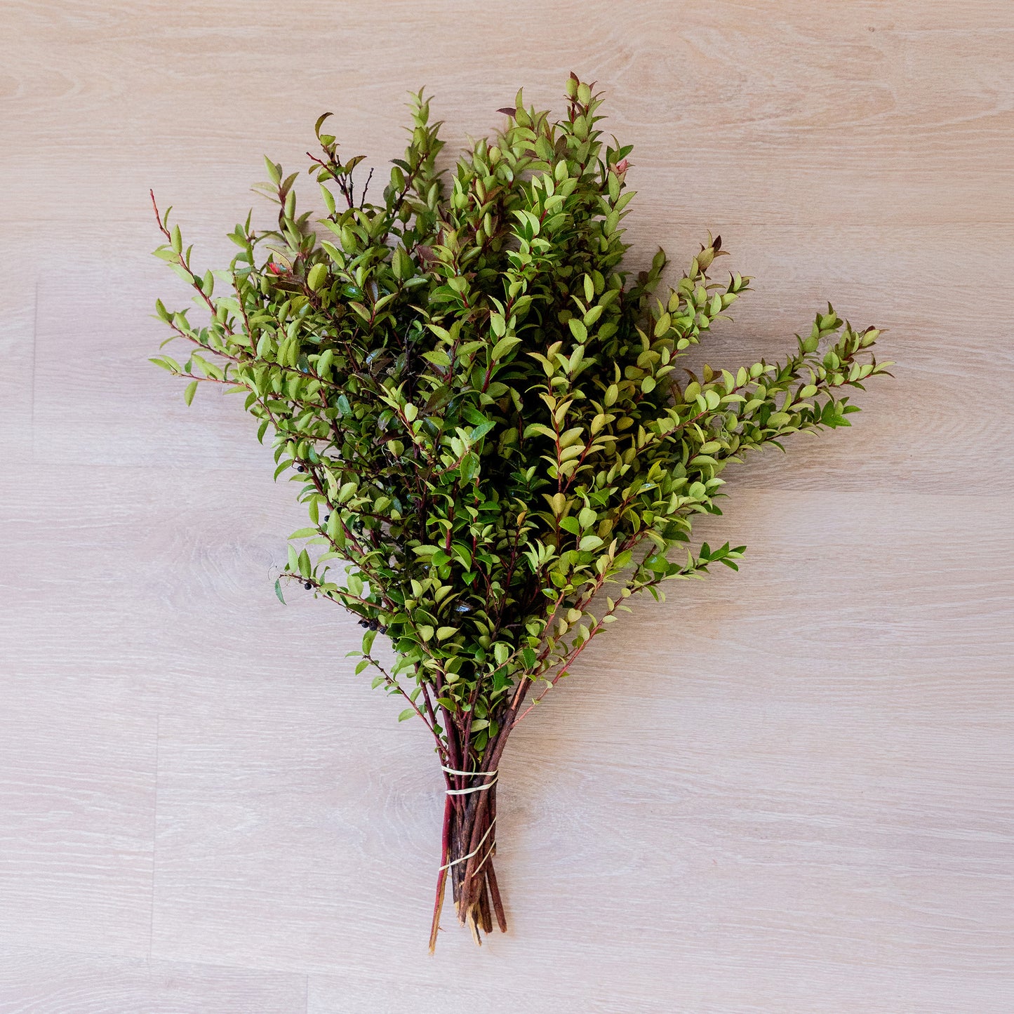 Red Huckleberry