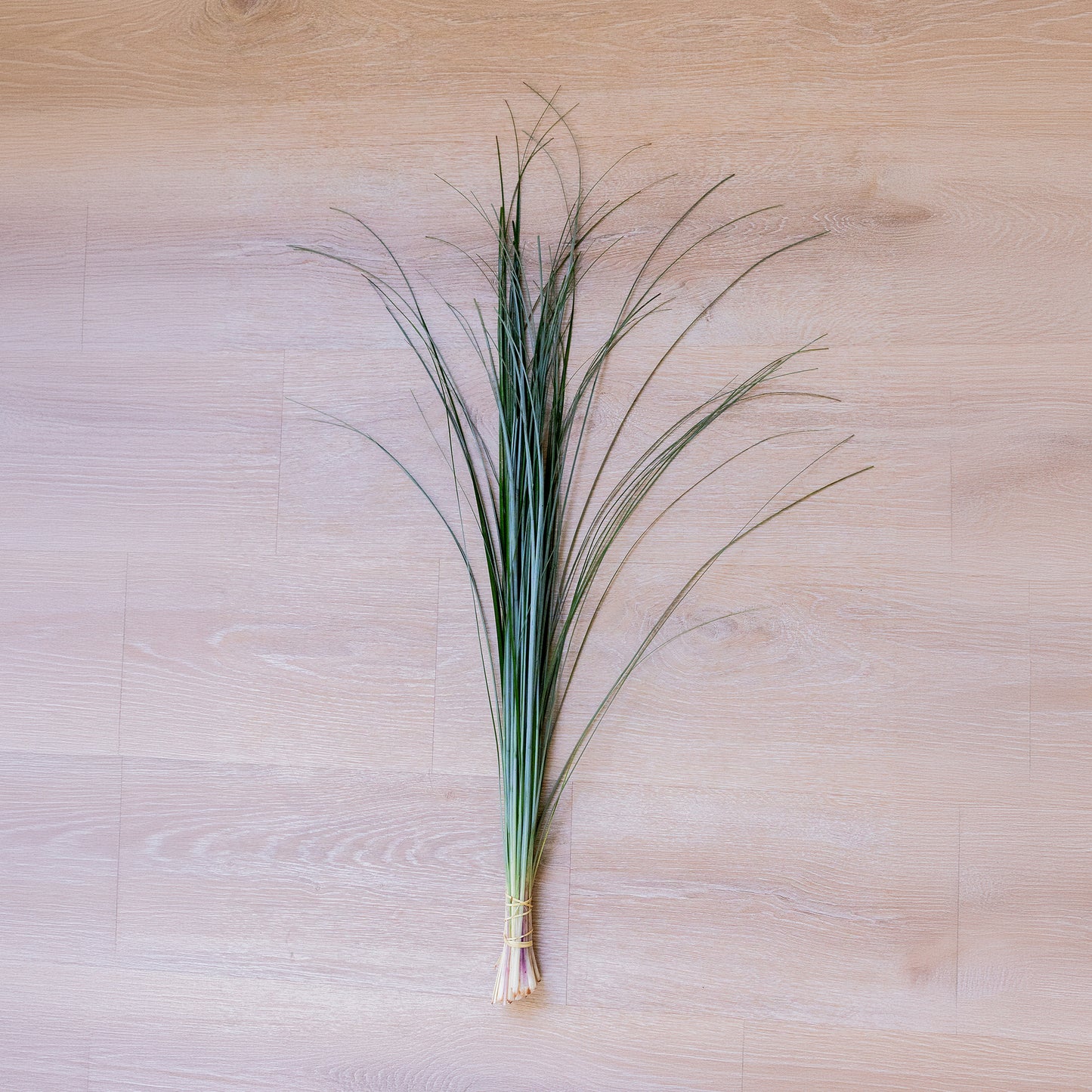 Beargrass