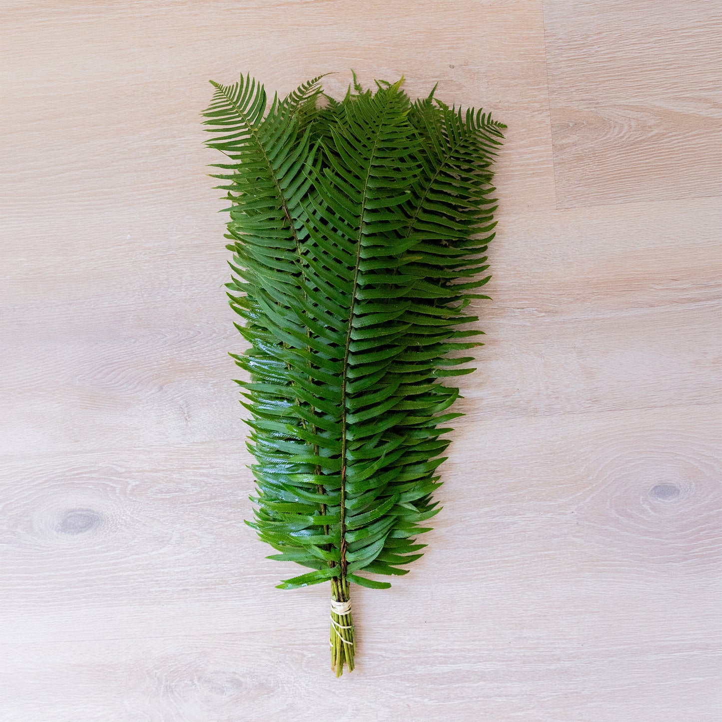 Flat Fern