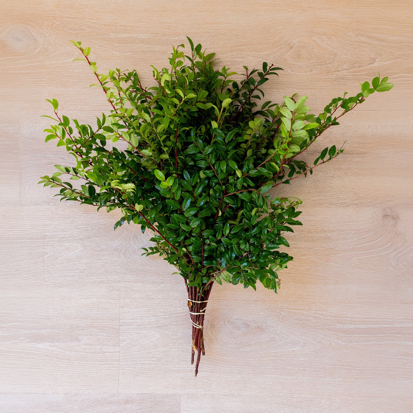 Green Huckleberry