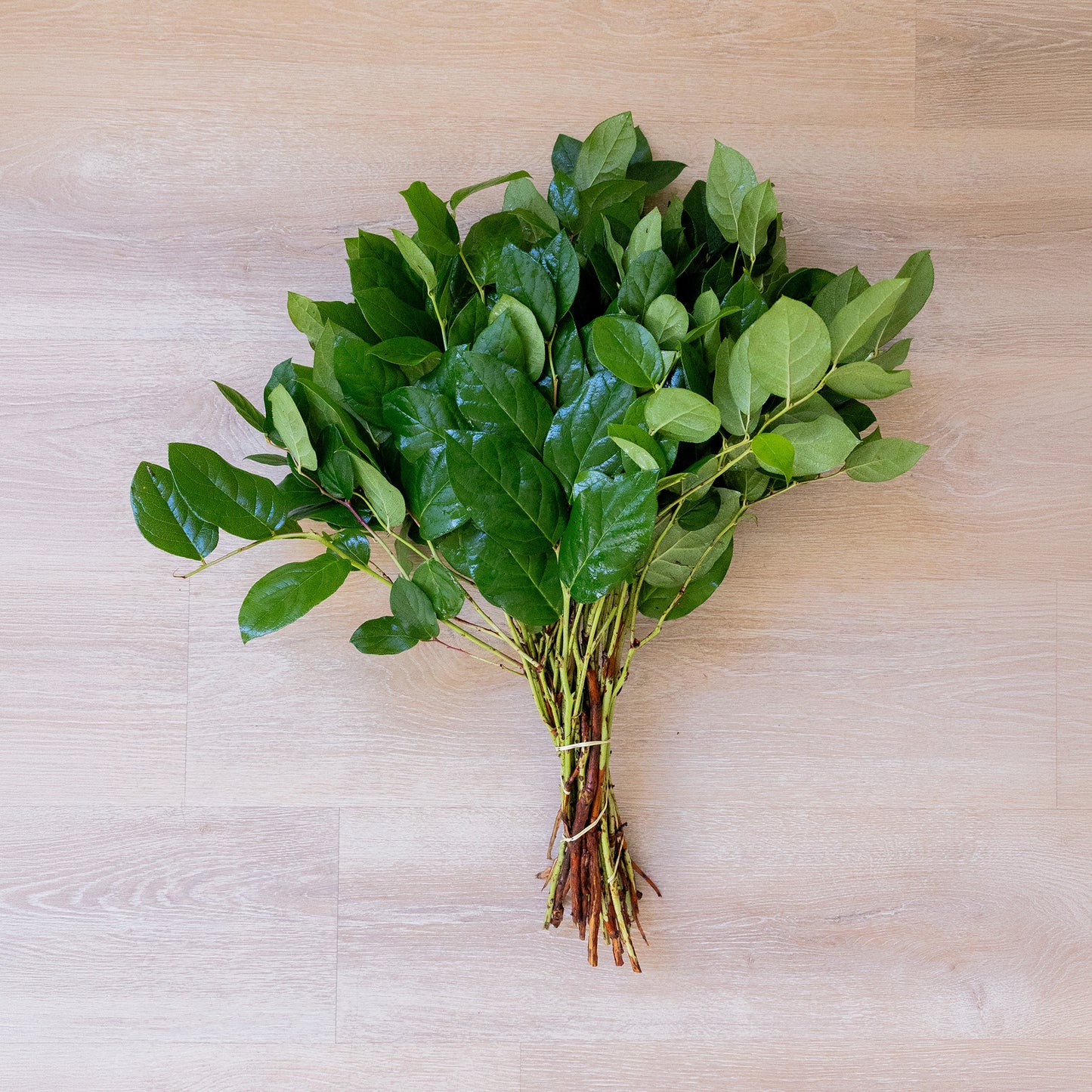 Lemon Leaf (Long Salal)