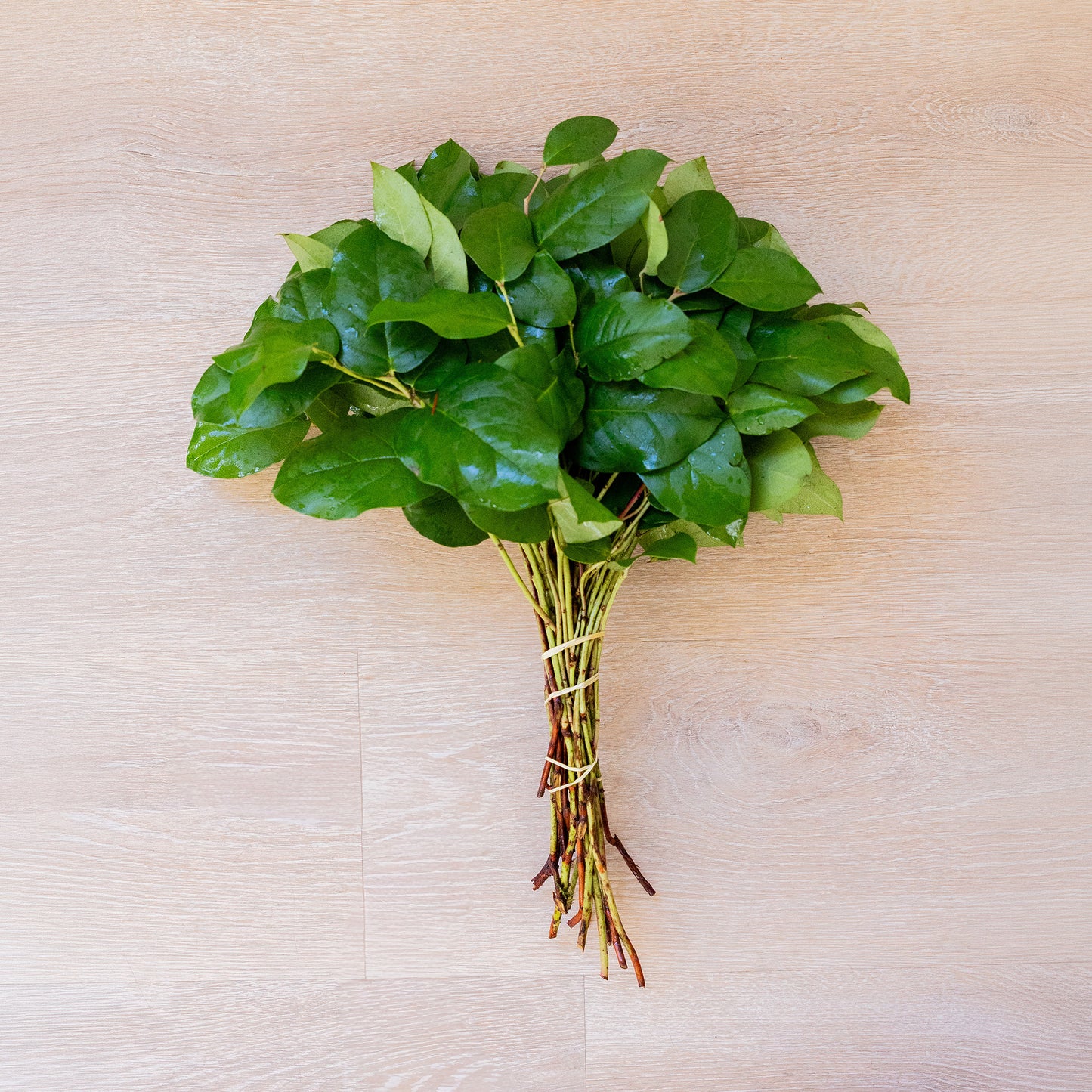 Lemon Leaf (Salal Tips)