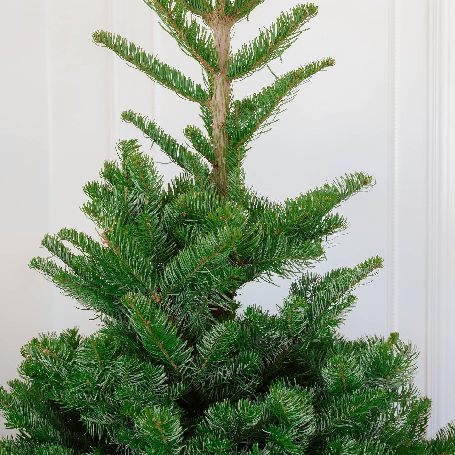 Noble Fir Chirstmas Tree