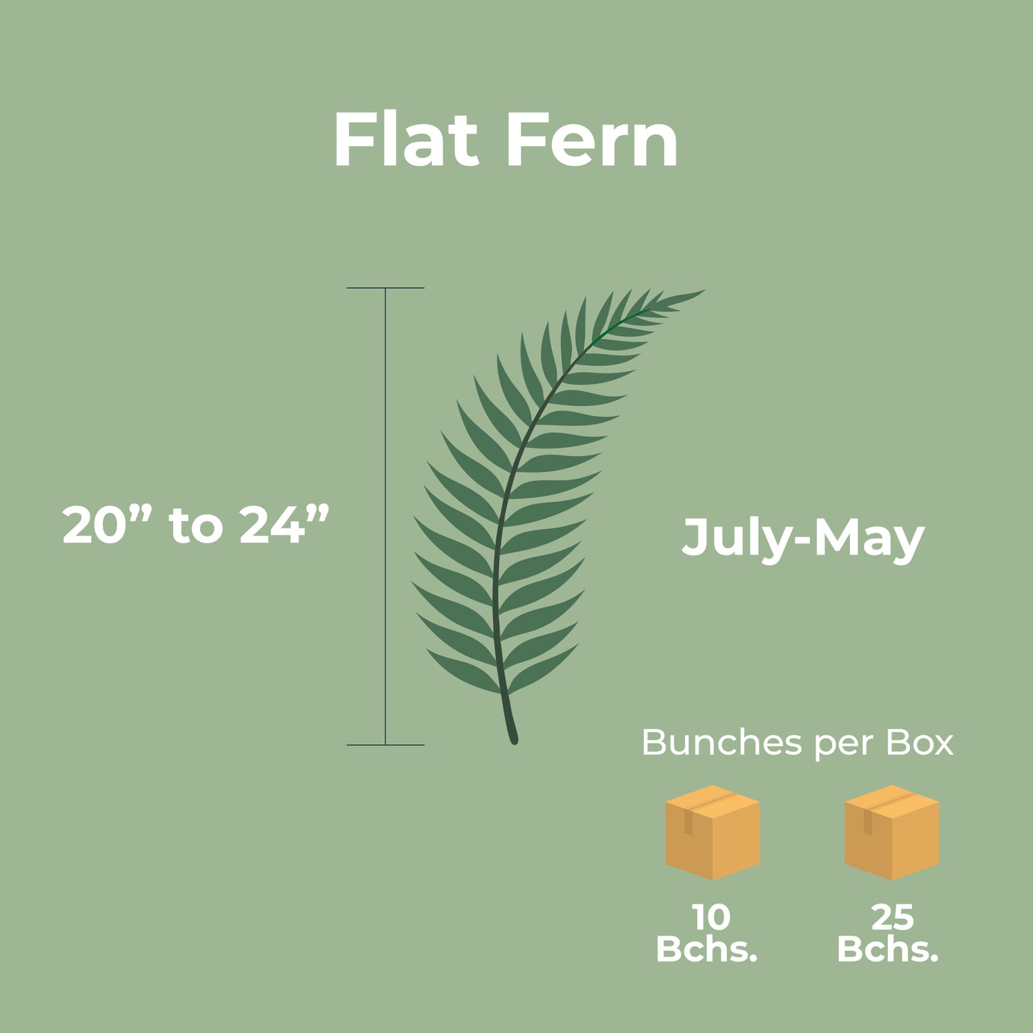 Flat Fern
