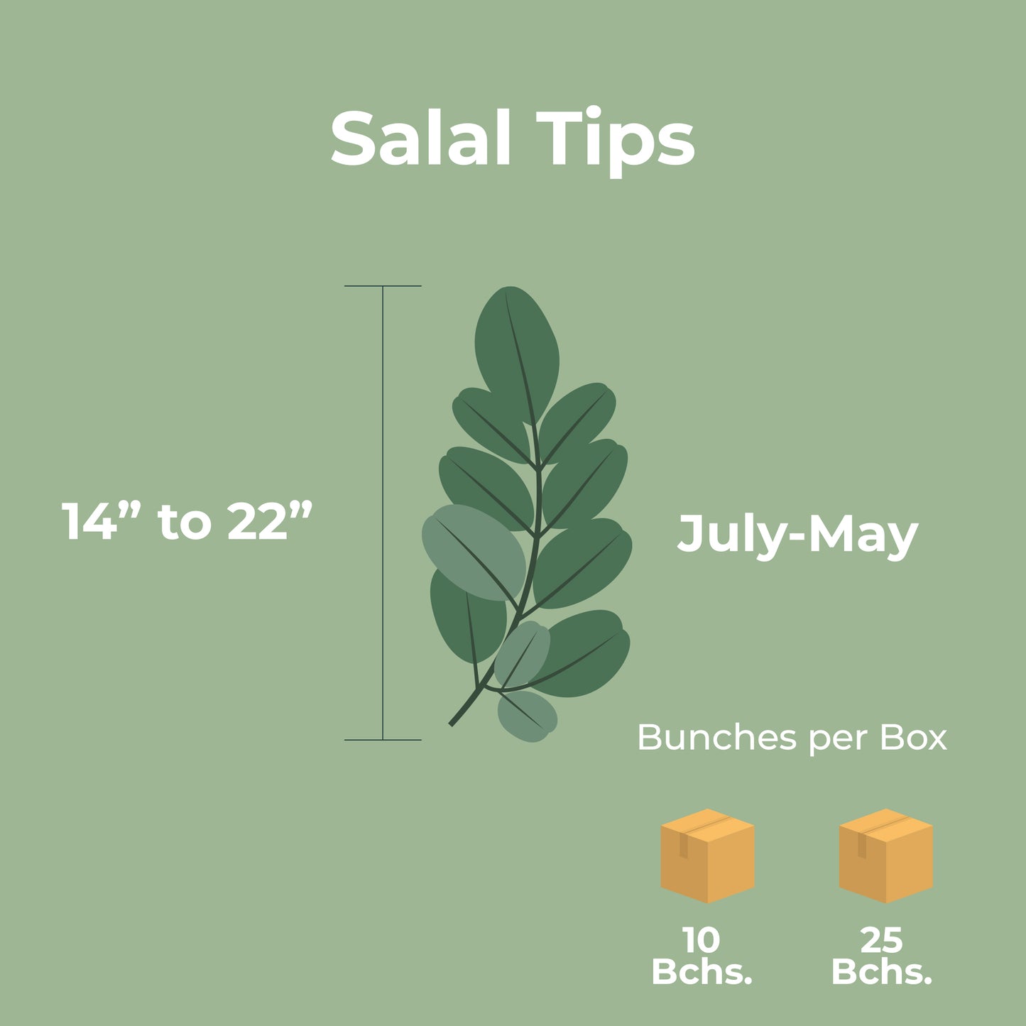 Lemon Leaf (Salal Tips)