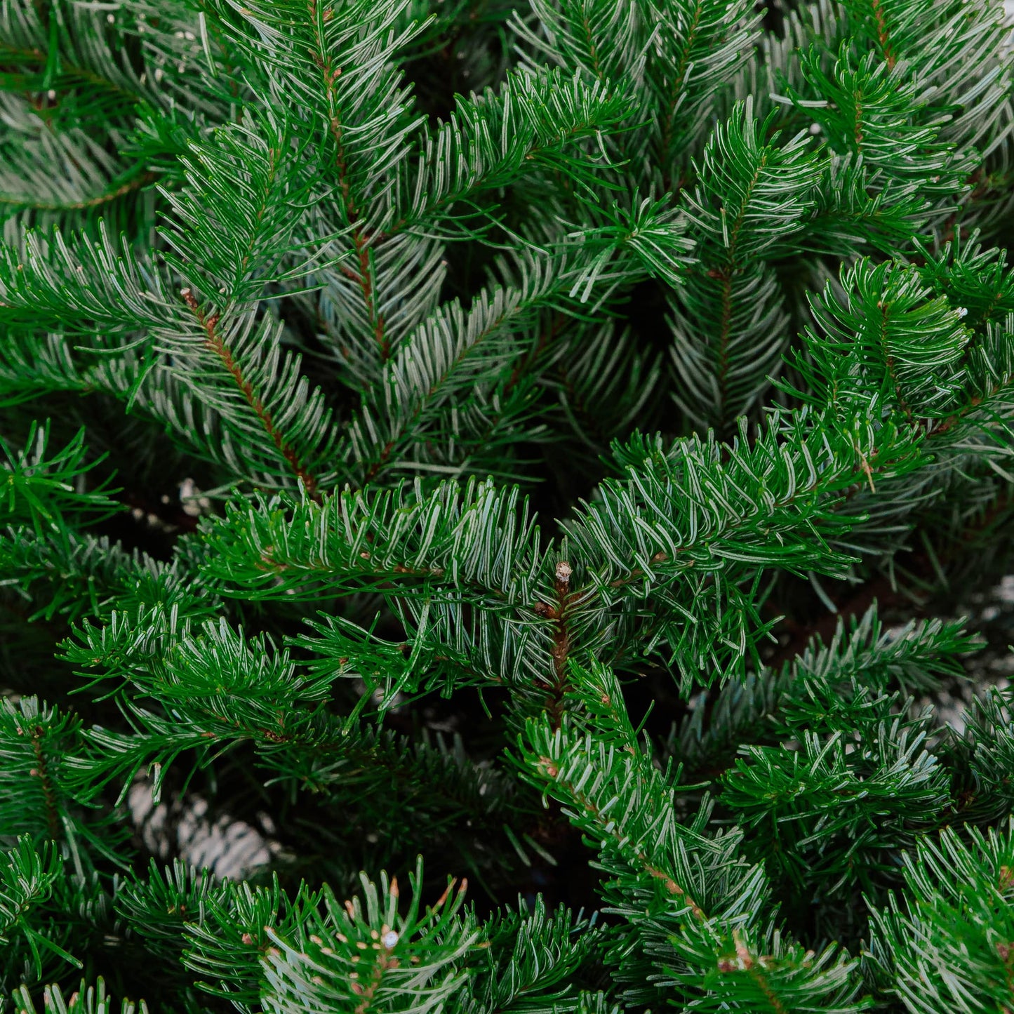 Noble Fir Chirstmas Tree