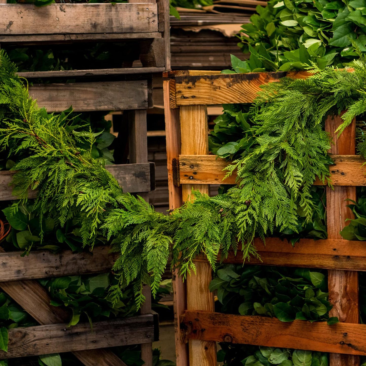 Western Red Cedar Garland