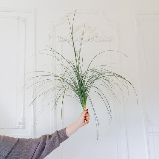Beargrass
