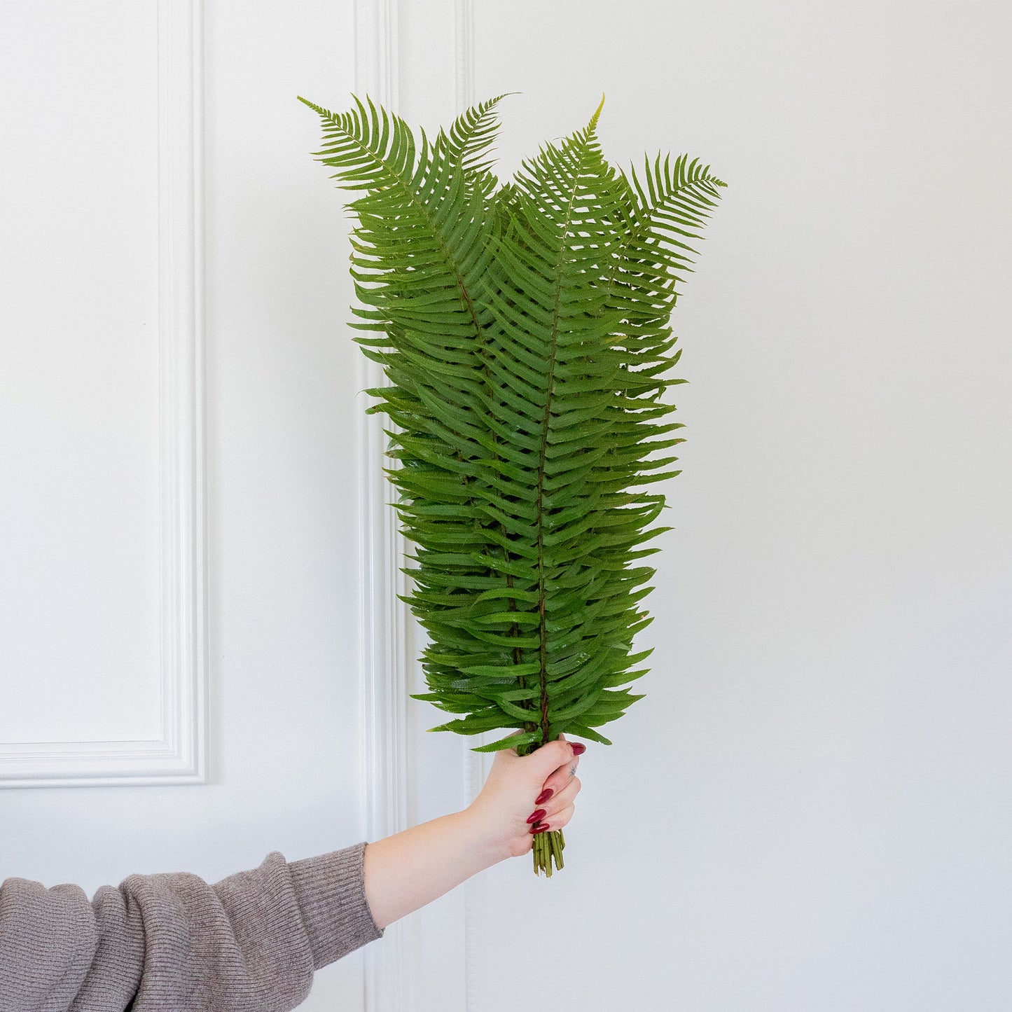Flat Fern