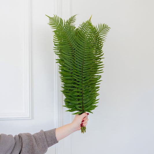 Flat Fern
