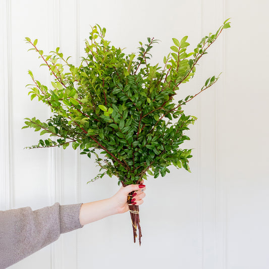 Green Huckleberry