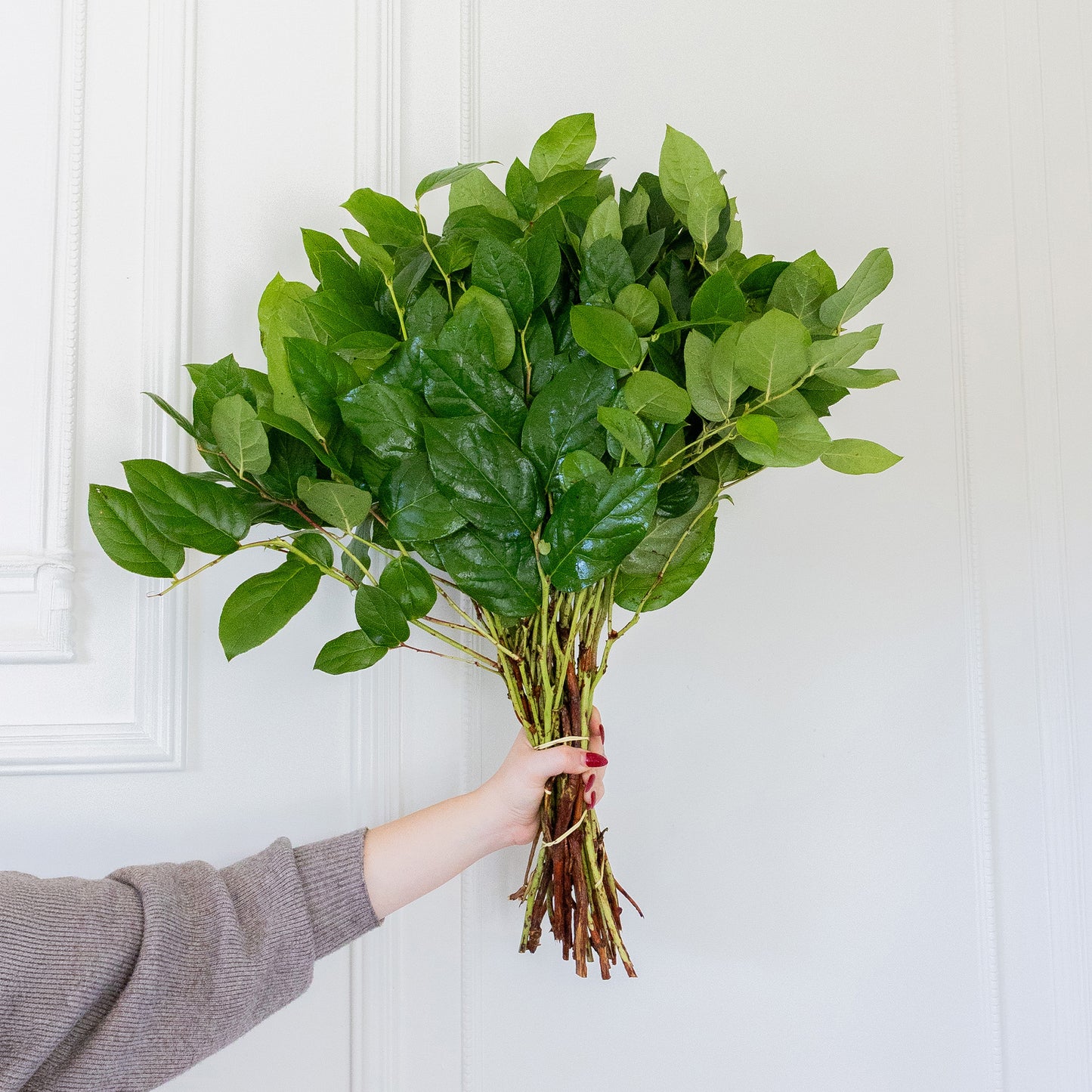 Lemon Leaf (Long Salal)