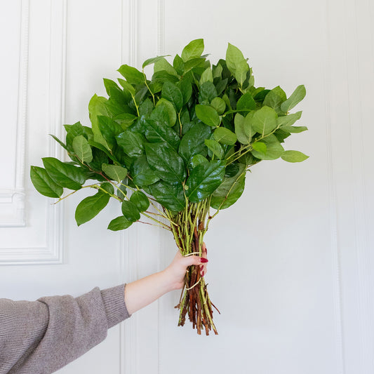 Lemon Leaf (Long Salal)