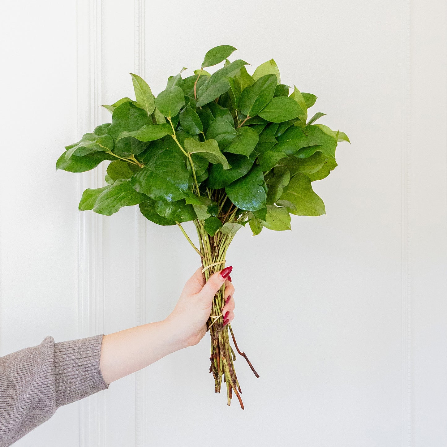 Lemon Leaf (Salal Tips)