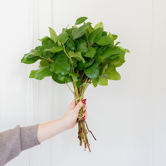 Lemon Leaf (Salal Tips)