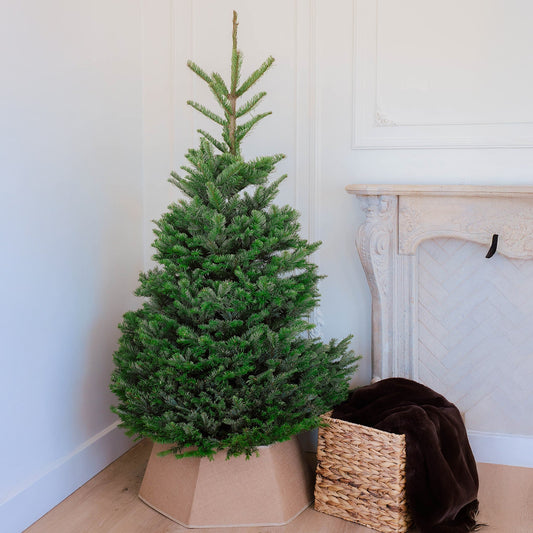 Noble Fir Chirstmas Tree