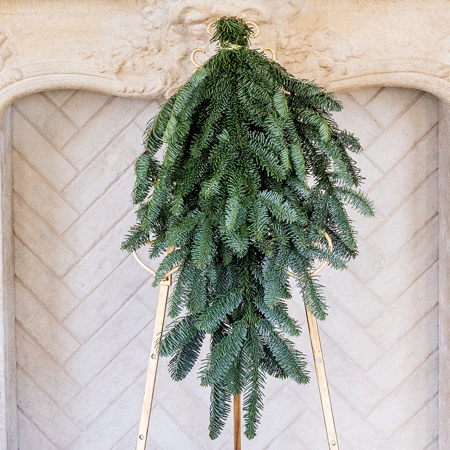 Noble Fir
