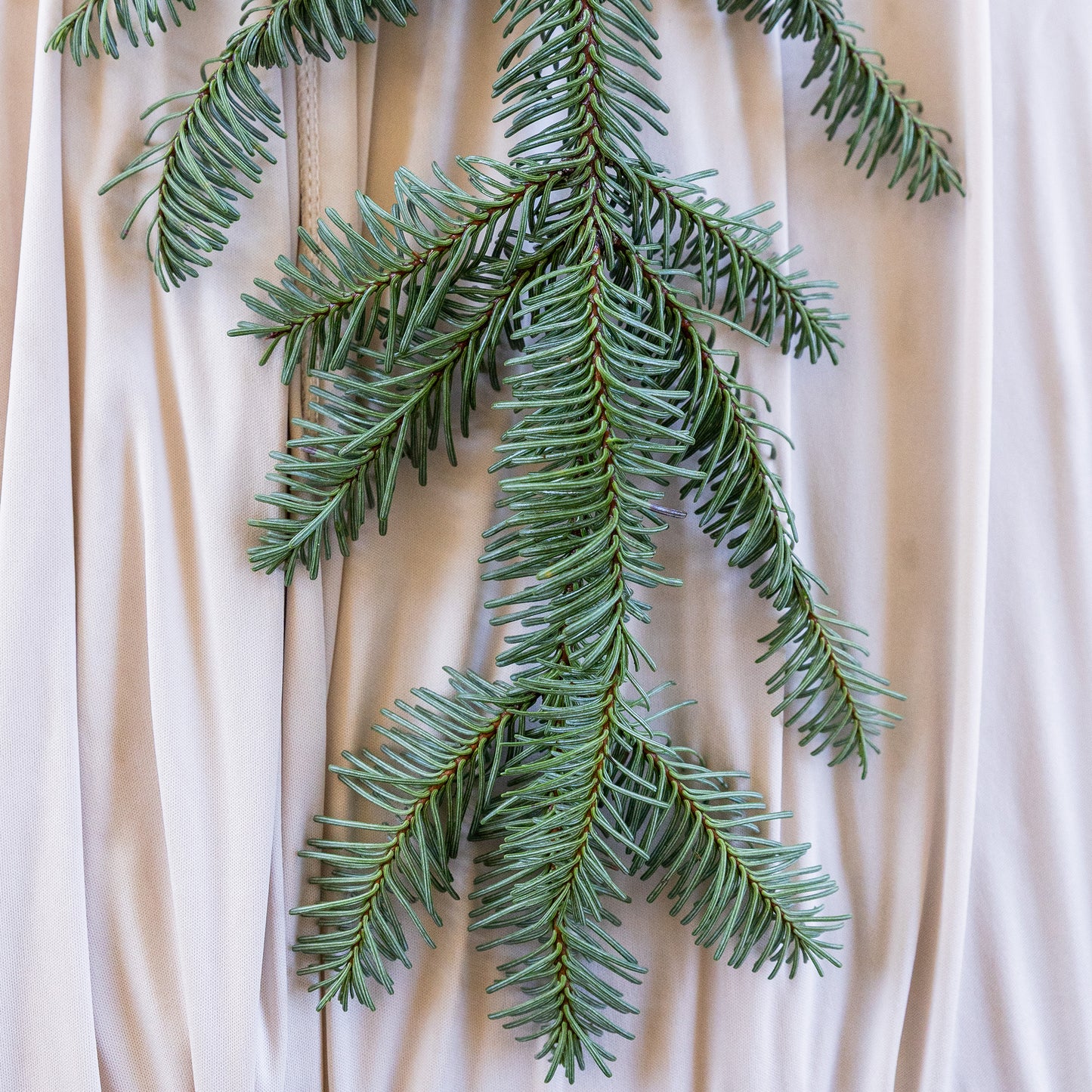 Noble Fir