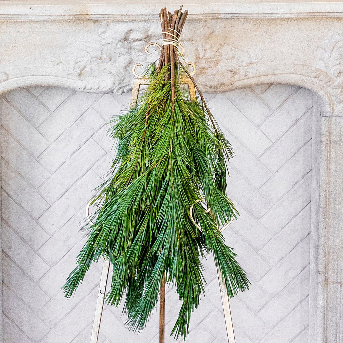 Princess Pine