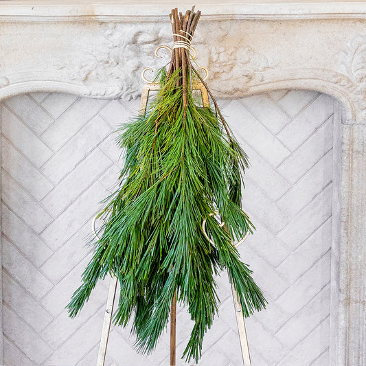 Princess Pine