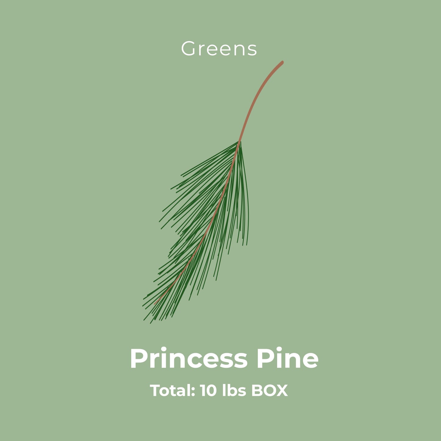 Princess Pine