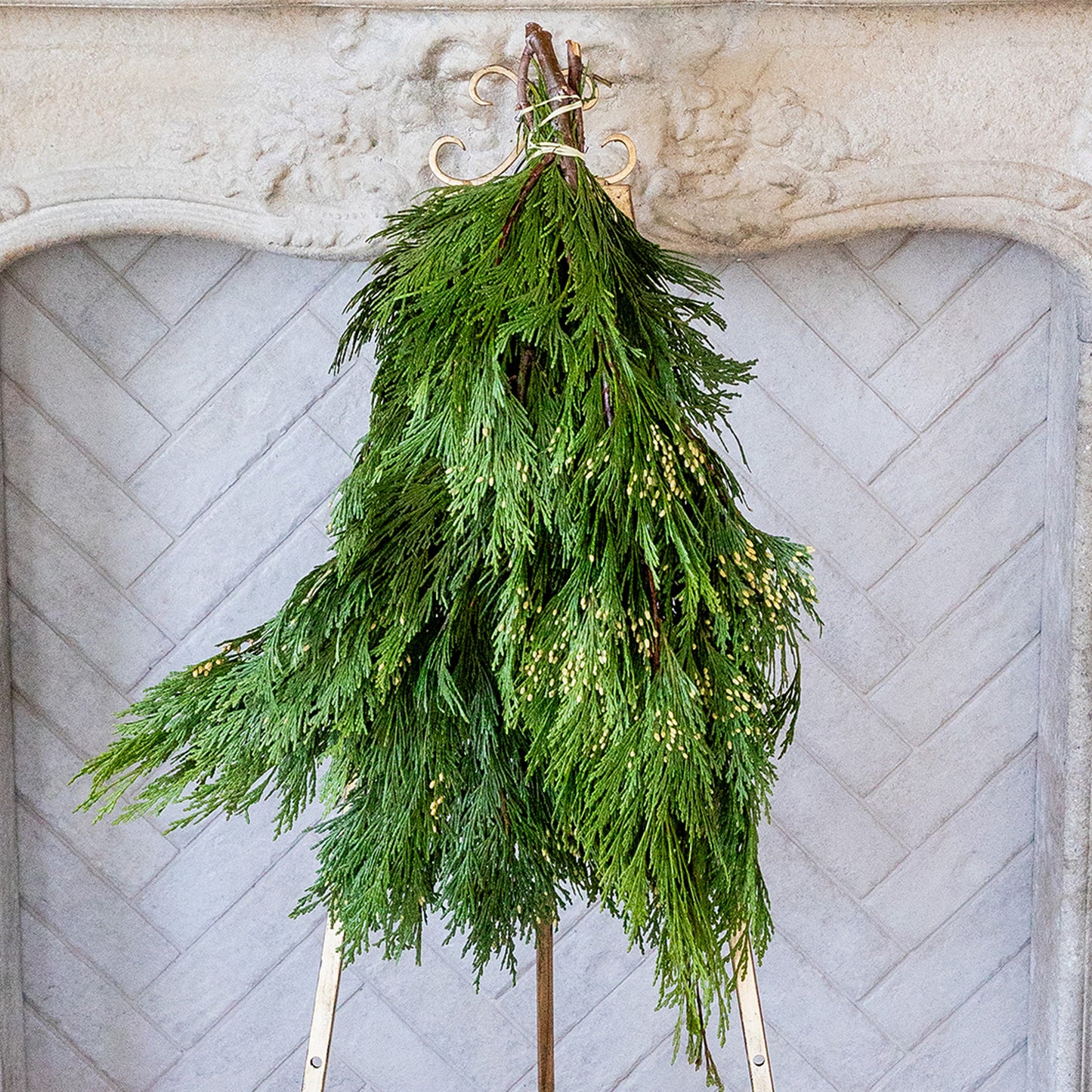 Incense Cedar