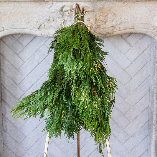 Incense Cedar