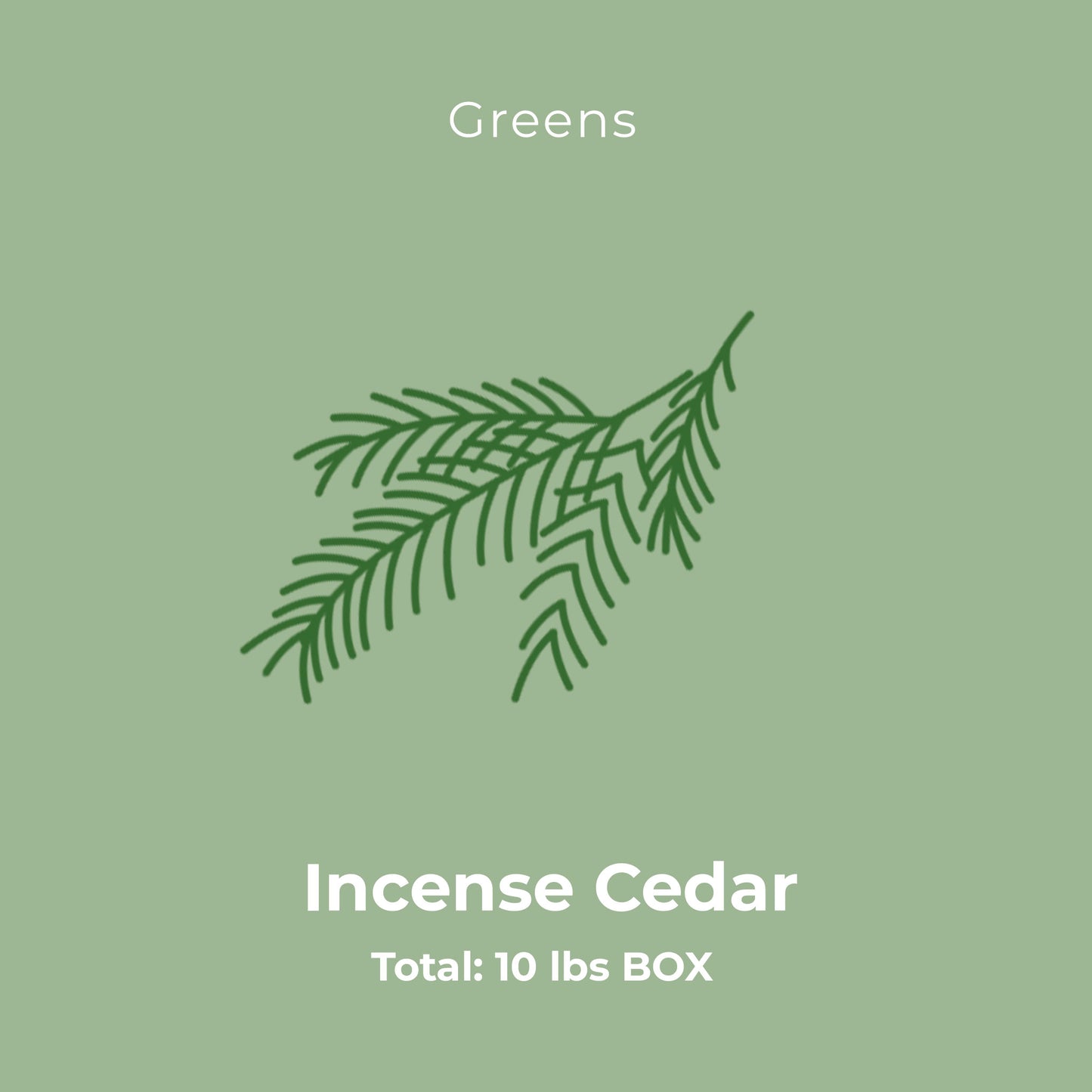 Incense Cedar