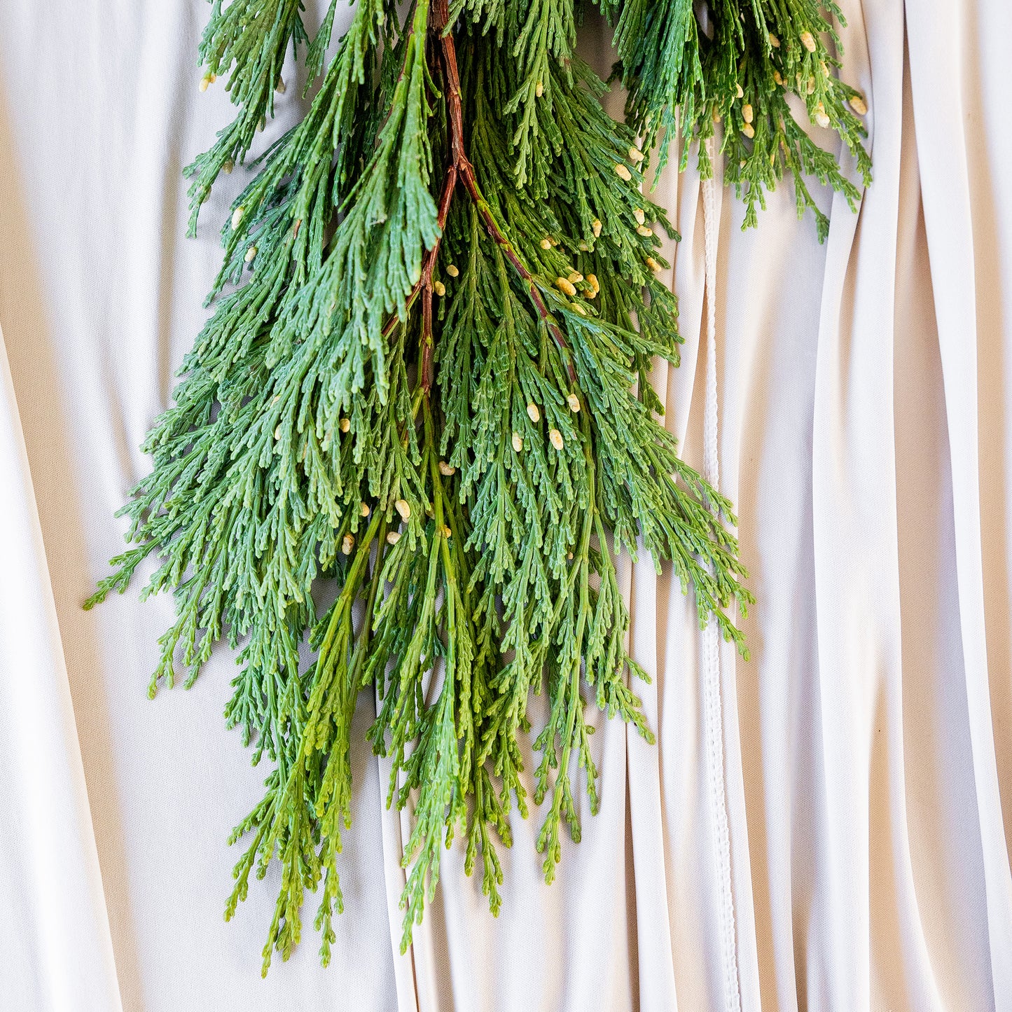 Incense Cedar