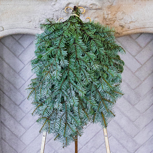Nordmann Fir / Silver