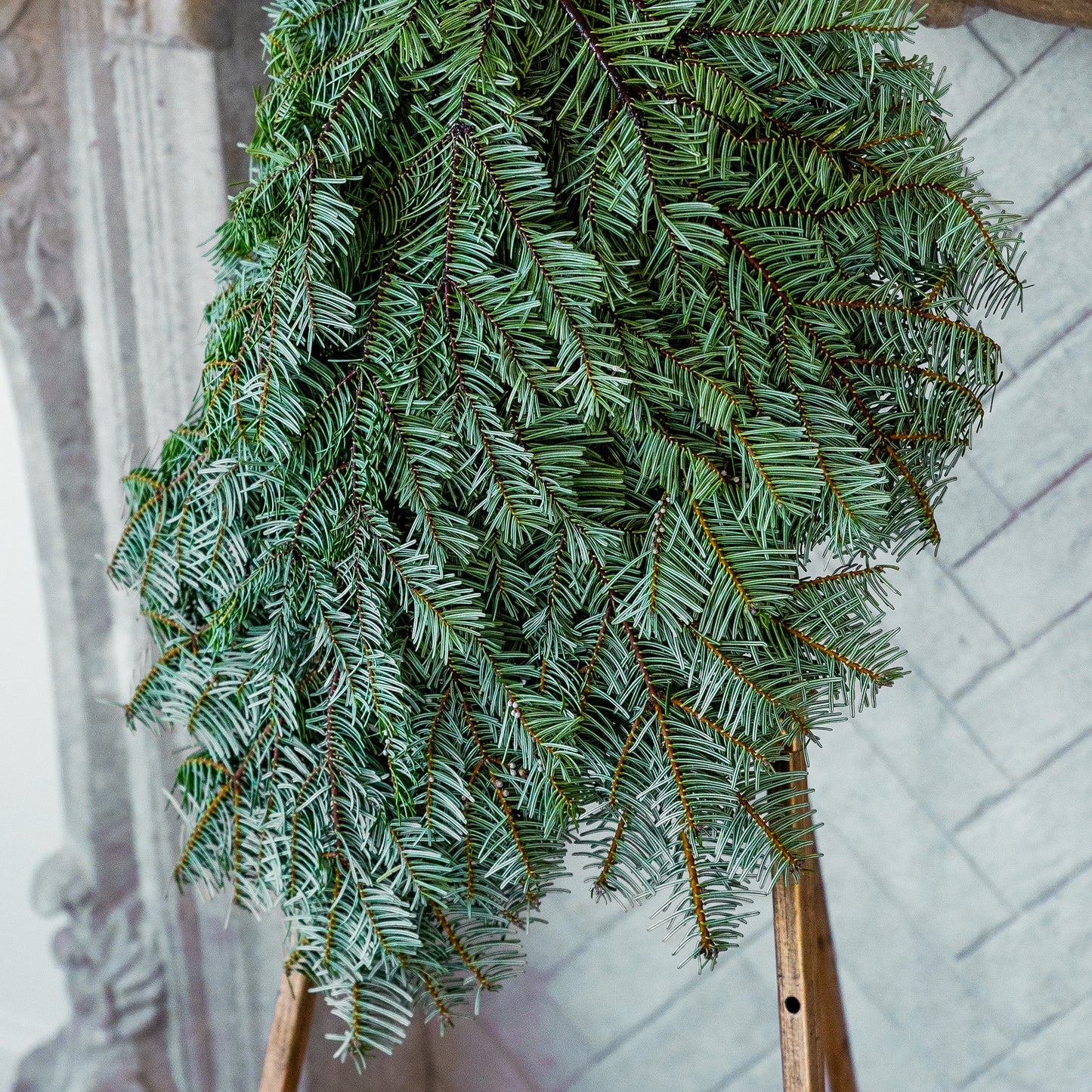 Nordmann Fir / Silver