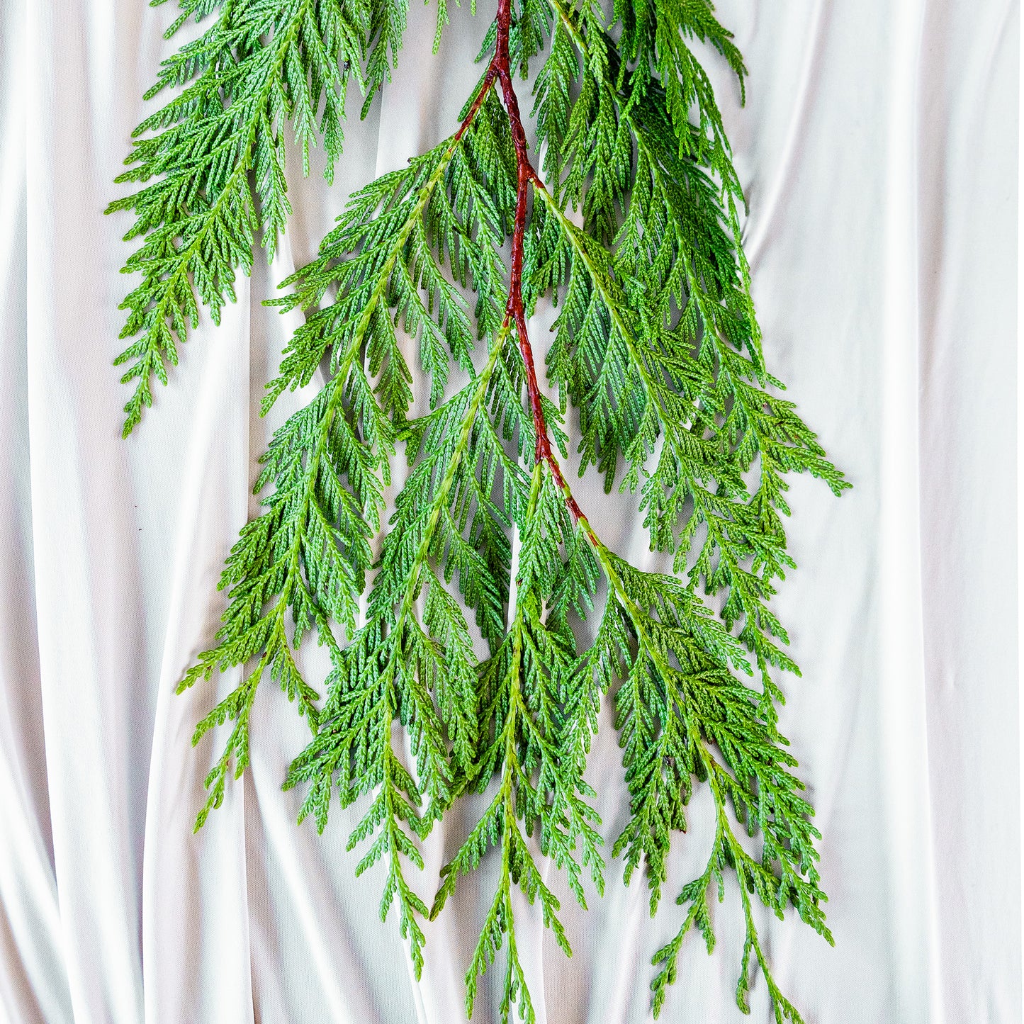 Western RedCedar
