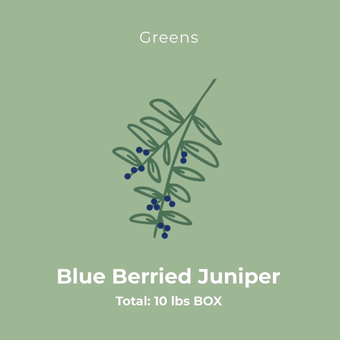 Blue Berried Juniper