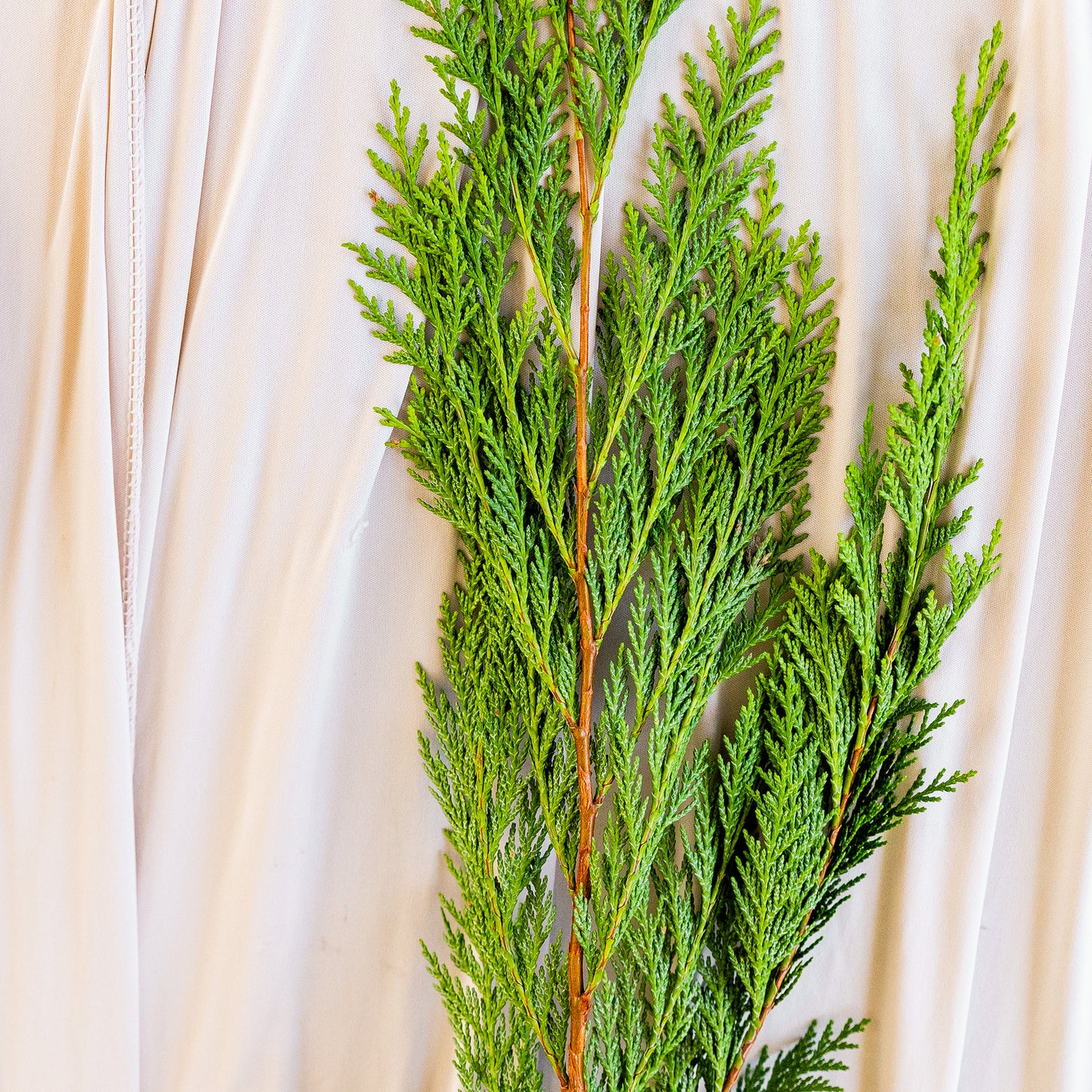 Port Orford Cedar