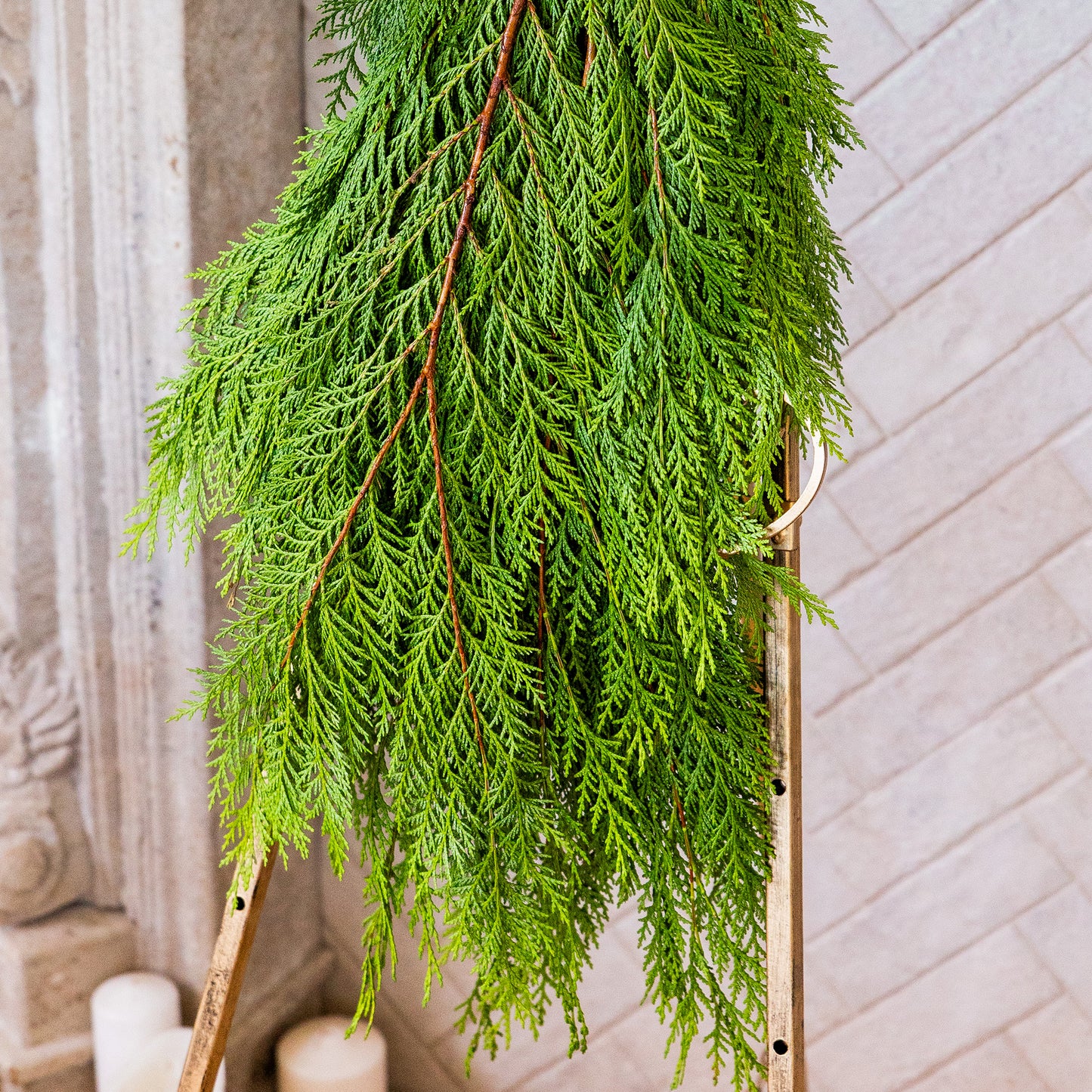 Port Orford Cedar