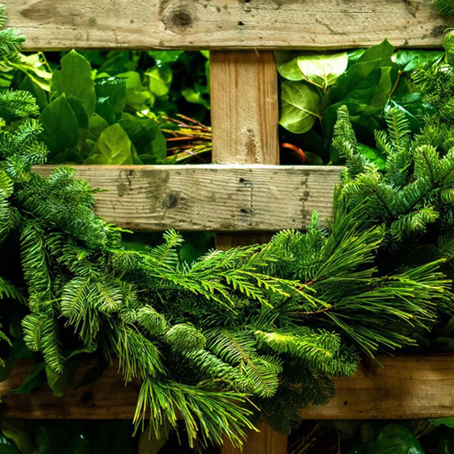 The Tripple Crown Garland