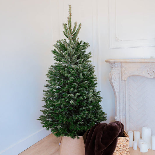 Nordmann Fir Silver Chirstmas Tree