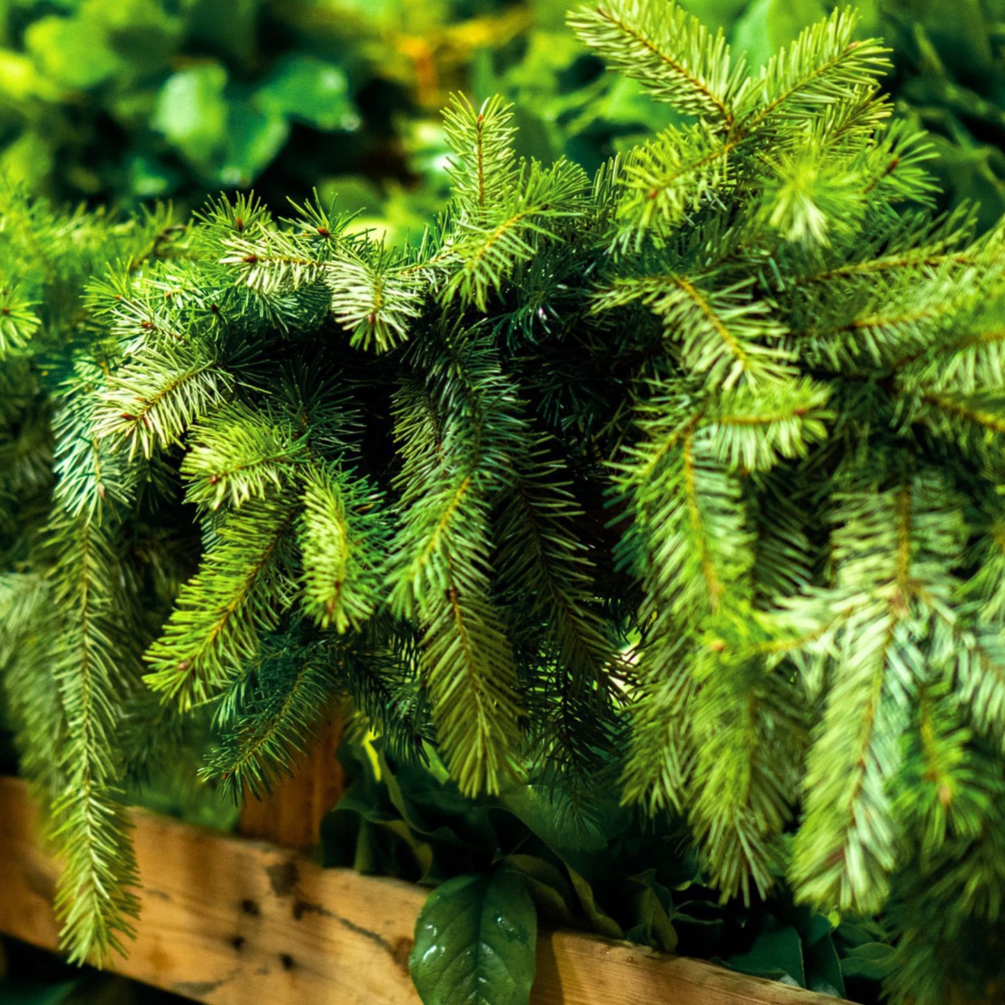 Douglas Fir Garland