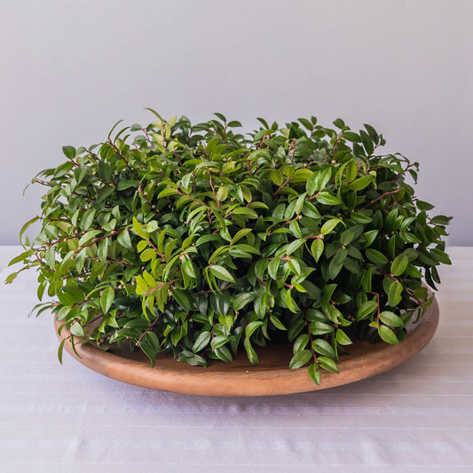Green Huckleberry Centerpiece