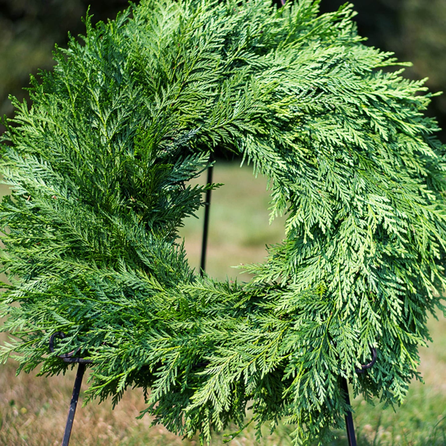 Essential Cedar Wreath